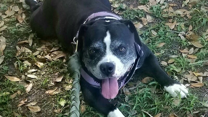 Temple Terrace Dog park - Temple Terrace, FL