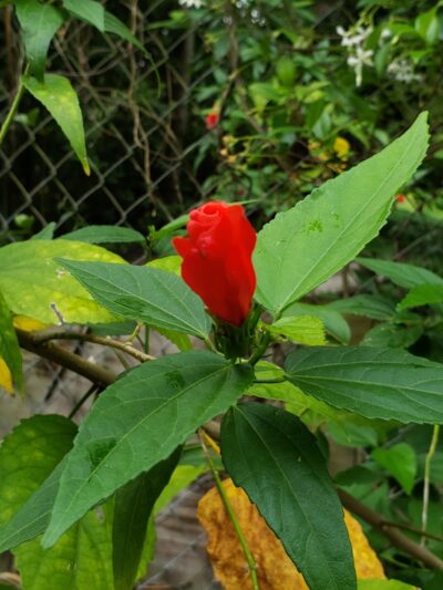 Temple Terrace Dog park - Temple Terrace, FL