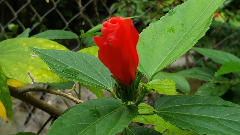 Temple Terrace Dog park - Temple Terrace, FL