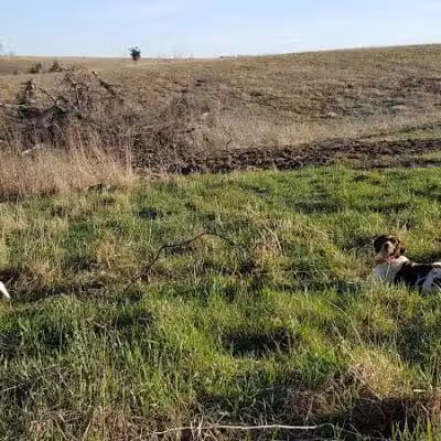 Union County Bird Dog Ranch - Thayer, IA