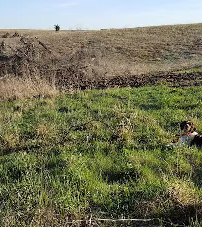 Union County Bird Dog Ranch - Thayer, IA