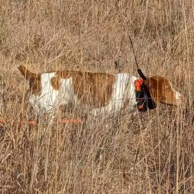 Union County Bird Dog Ranch - Thayer, IA