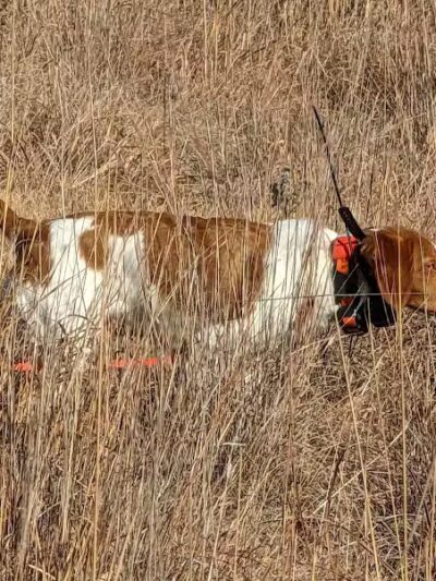 Union County Bird Dog Ranch - Thayer, IA