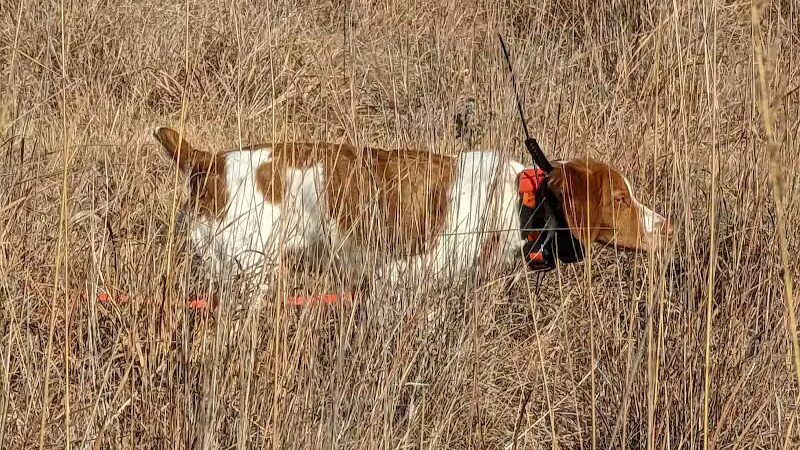Union County Bird Dog Ranch - Thayer, IA