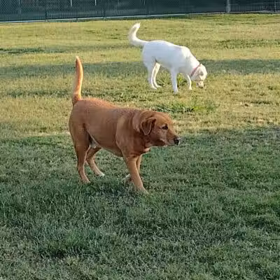 Pawsome Playground Dog Park - The Colony, TX