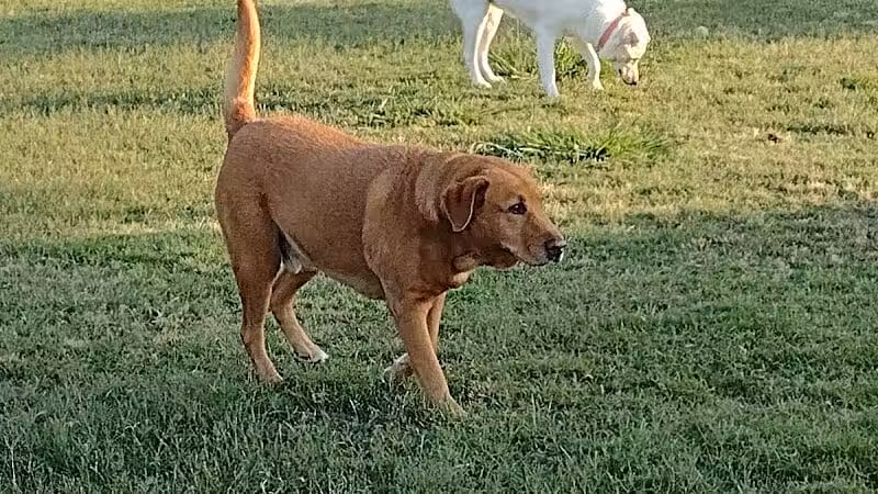 Pawsome Playground Dog Park - The Colony, TX