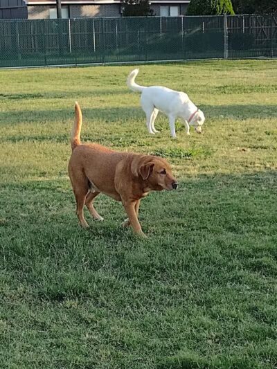 Pawsome Playground Dog Park - The Colony, TX