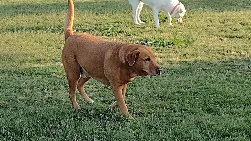 Pawsome Playground Dog Park - The Colony, TX