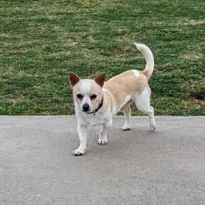 Pawsome Playground Dog Park - The Colony, TX