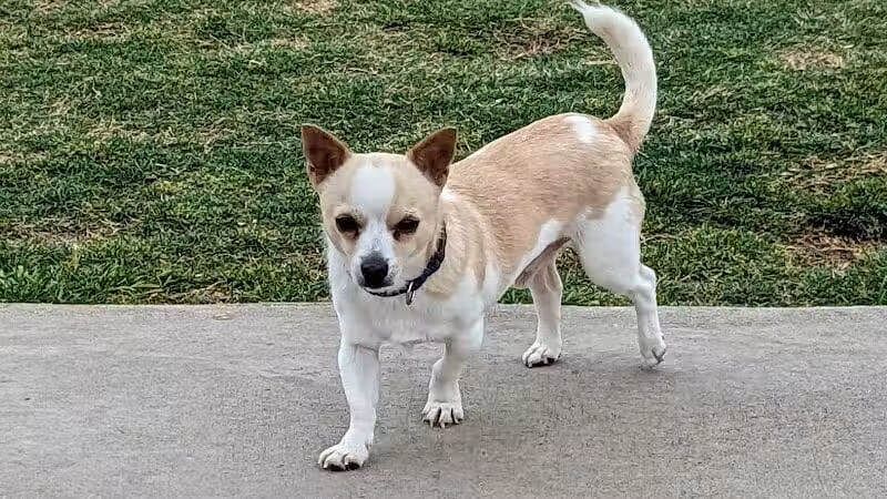 Pawsome Playground Dog Park - The Colony, TX