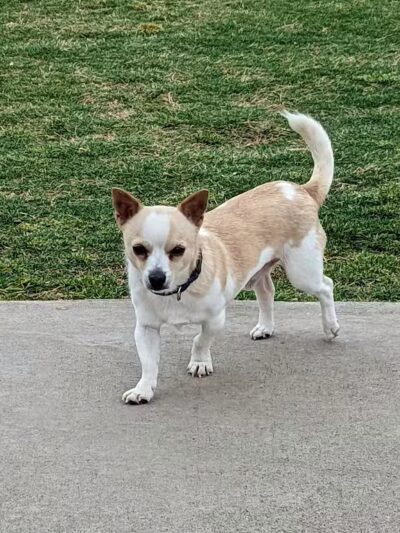Pawsome Playground Dog Park - The Colony, TX