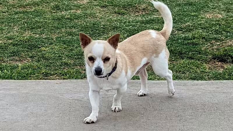 Pawsome Playground Dog Park - The Colony, TX