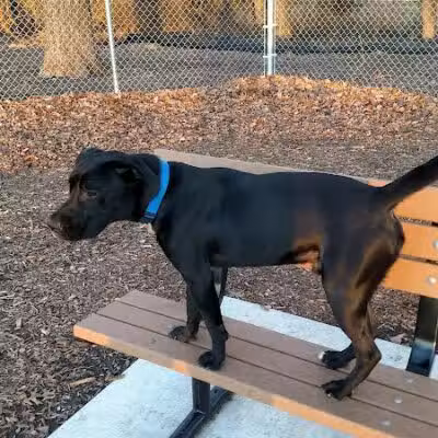 Pawsome Playground Dog Park - The Colony, TX