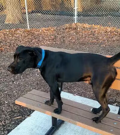 Pawsome Playground Dog Park - The Colony, TX