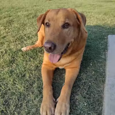 Pawsome Playground Dog Park - The Colony, TX