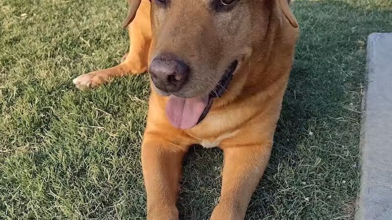 Pawsome Playground Dog Park - The Colony, TX