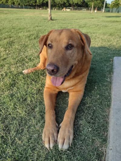 Pawsome Playground Dog Park - The Colony, TX