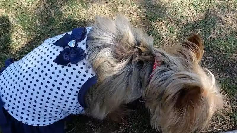 Pawsome Playground Dog Park - The Colony, TX