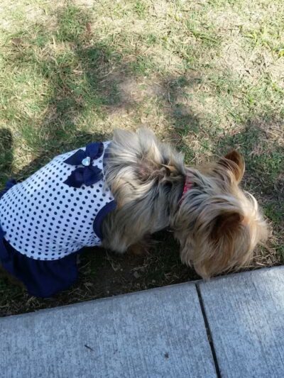 Pawsome Playground Dog Park - The Colony, TX