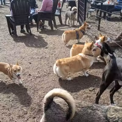 The Shacks Dining & Dog Park - The Colony, TX