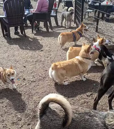 The Shacks Dining & Dog Park - The Colony, TX