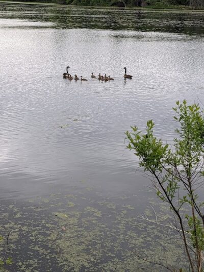Thomson Causeway Recreation Area - Thomson, IL