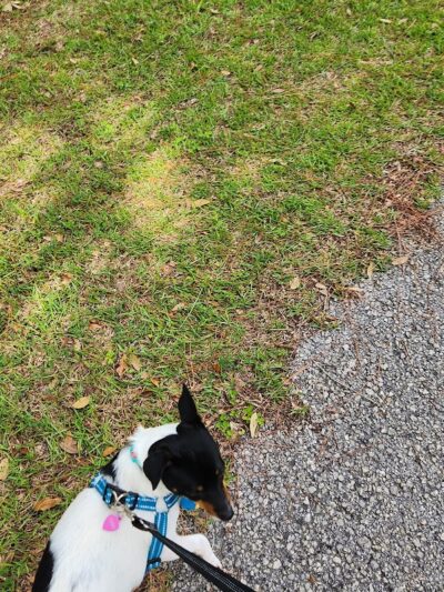 Branchton Park - Thonotosassa, FL