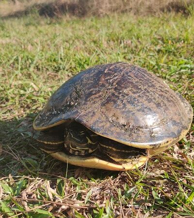 Flatwoods Park - Thonotosassa, FL