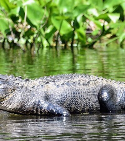 John B Sargeant Sr Park - Thonotosassa, FL