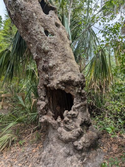 Lower Hillsborough Wildlife Management Area - Thonotosassa, FL