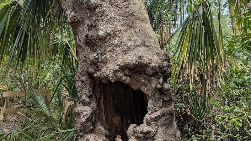 Lower Hillsborough Wildlife Management Area - Thonotosassa, FL