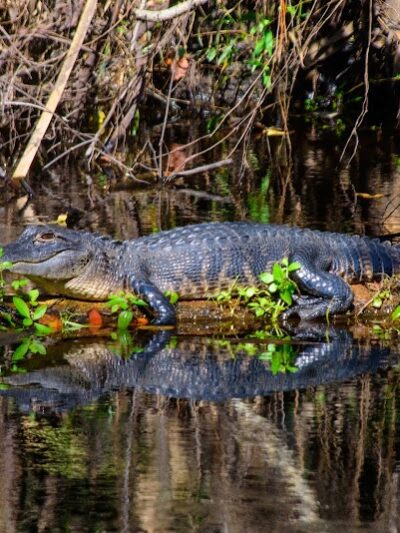 Lower Hillsborough Wildlife Management Area - Thonotosassa, FL