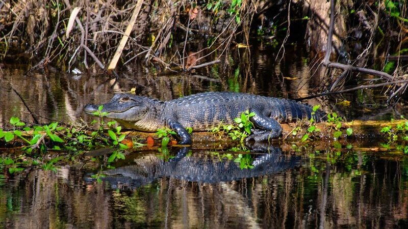 Lower Hillsborough Wildlife Management Area - Thonotosassa, FL