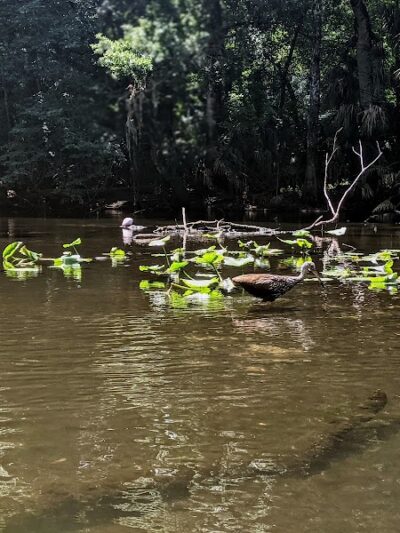 Lower Hillsborough Wildlife Management Area - Thonotosassa, FL