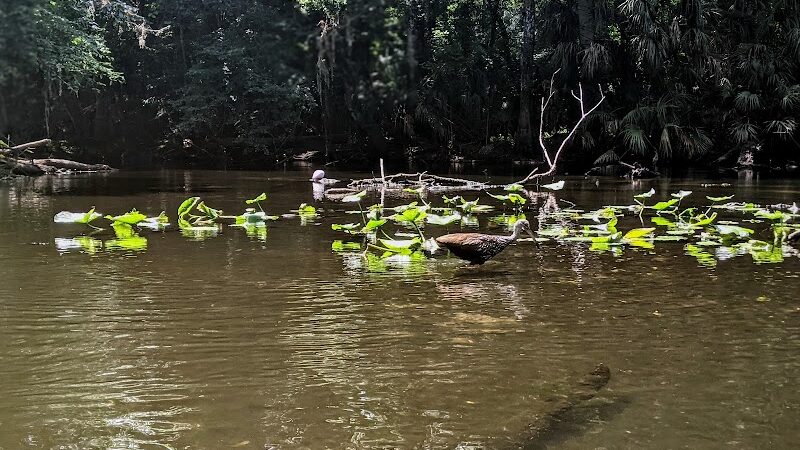 Lower Hillsborough Wildlife Management Area - Thonotosassa, FL