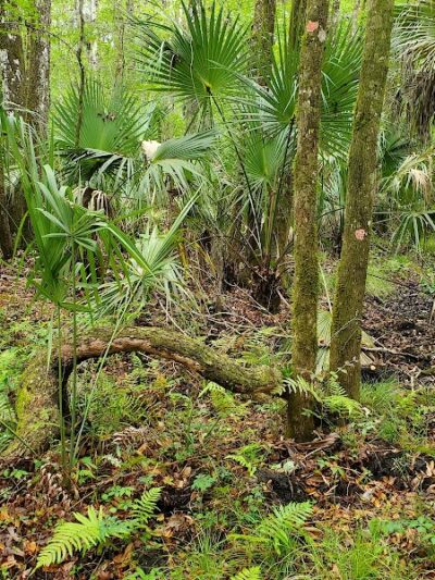 Lower Hillsborough Wildlife Management Area - Thonotosassa, FL