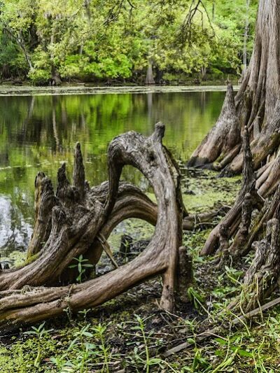 Wilderness Conservation Park - Trout Creek Site - Thonotosassa, FL