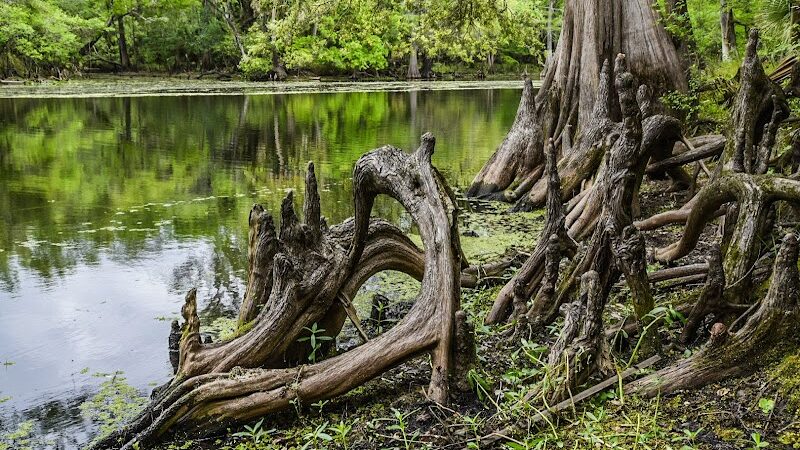 Wilderness Conservation Park - Trout Creek Site - Thonotosassa, FL