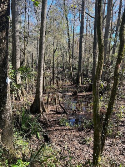 Wilderness park - Thonotosassa, FL