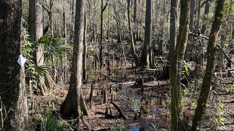 Wilderness park - Thonotosassa, FL
