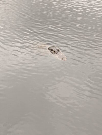 Wilderness park - Thonotosassa, FL