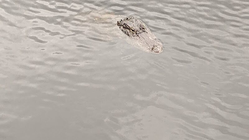 Wilderness park - Thonotosassa, FL