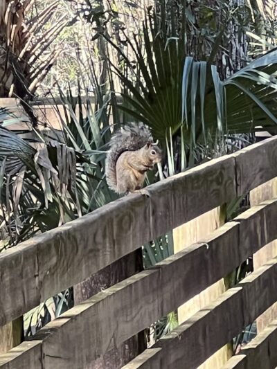 Wilderness park - Thonotosassa, FL