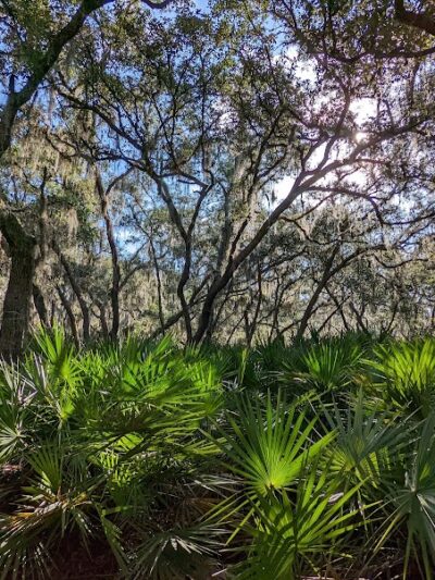 Wilderness Park Trout Creek Site - Thonotosassa, FL