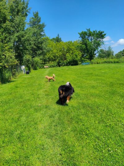 Tucker James Memorial Dog Park - Thorp, WI