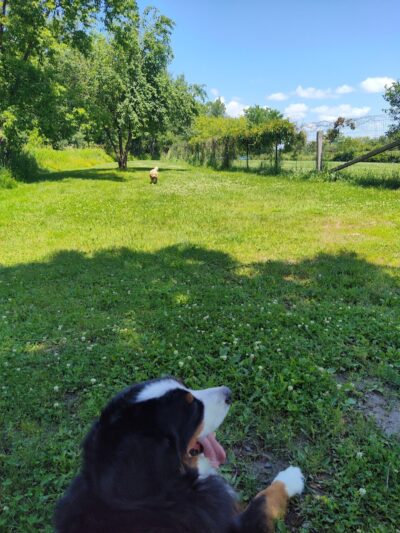 Tucker James Memorial Dog Park - Thorp, WI