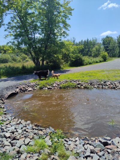 Tucker James Memorial Dog Park - Thorp, WI