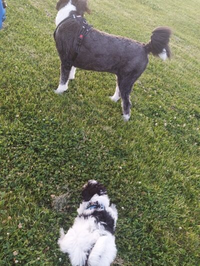 Tinley Park Park District Canine Campus (membership required) - Tinley Park, IL