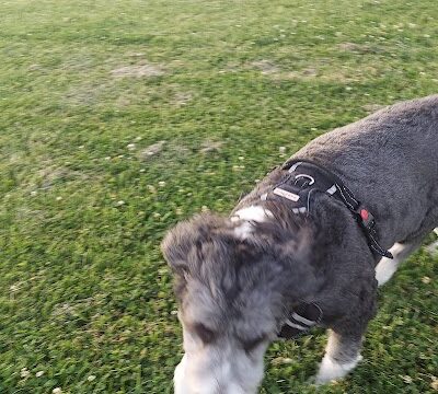 Tinley Park Park District Canine Campus (membership required) - Tinley Park, IL