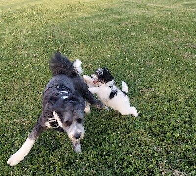 Tinley Park Park District Canine Campus (membership required) - Tinley Park, IL